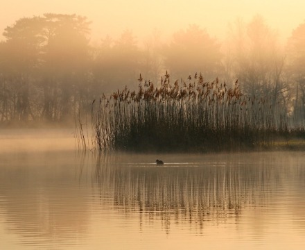 Il canneto