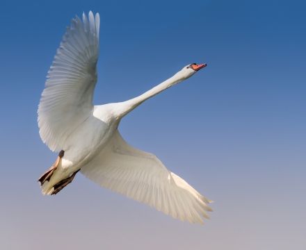 Cigno in volo