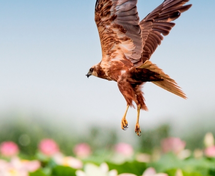 Falco di palude