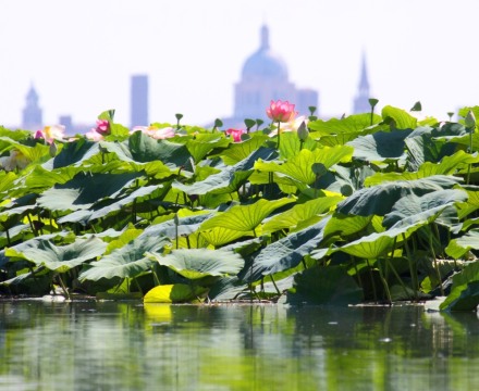 Mantova e i Loto