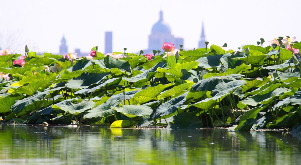 Fior di loto con vista su Mantova